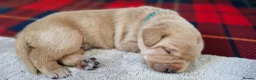 Labrador Retriever dogs for sale: Gorgeous 9 wk old male labrador puppy - Advert 5