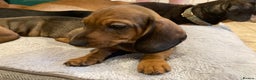 Miniature Dachshund dogs for sale: 2 shaded red mini dachshunds - Advert 3