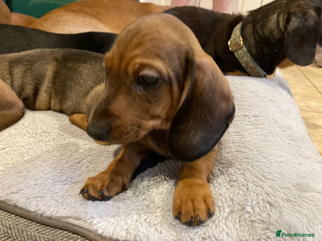 Miniature Dachshund dogs for sale: 2 shaded red mini dachshunds - Advert 3