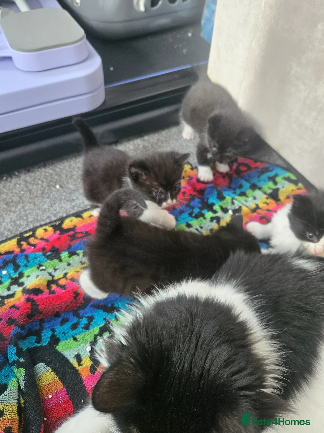 Mixed Breed cats for sale: Half Ragdoll kittens * 1 boy & 3 girls* - Advert 16