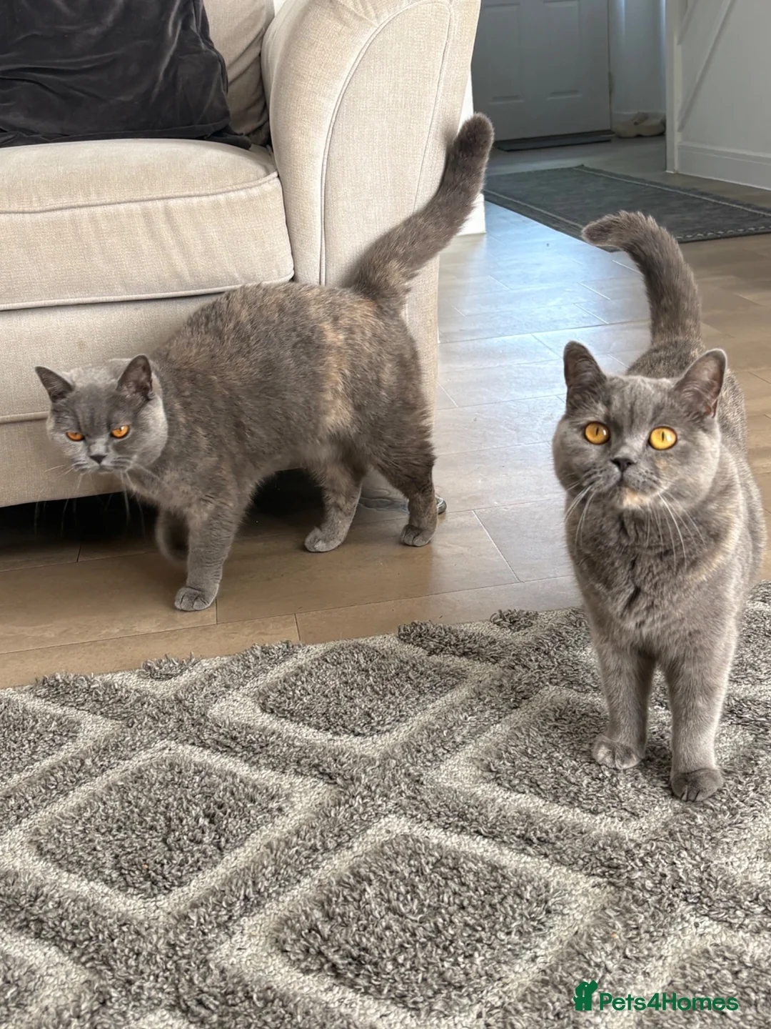 British Shorthair cats for sale: Two gccf active females  in Wickford - Advert 5