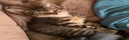 Mixed Breed cats for sale: Girl and boy for sale  in Saint Helens - Advert 7