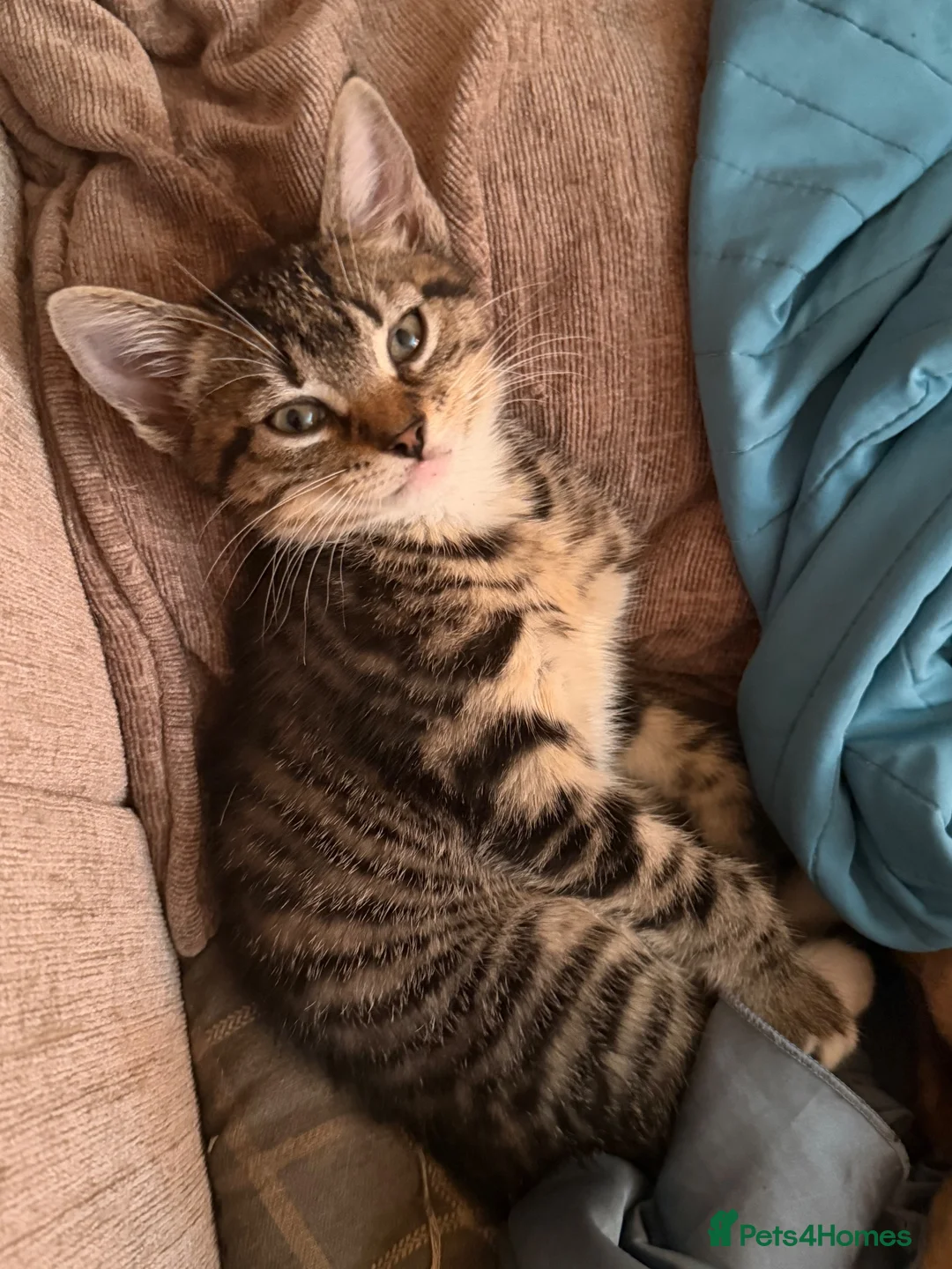 Mixed Breed cats for sale: Girl and boy for sale  in Saint Helens - Advert 7