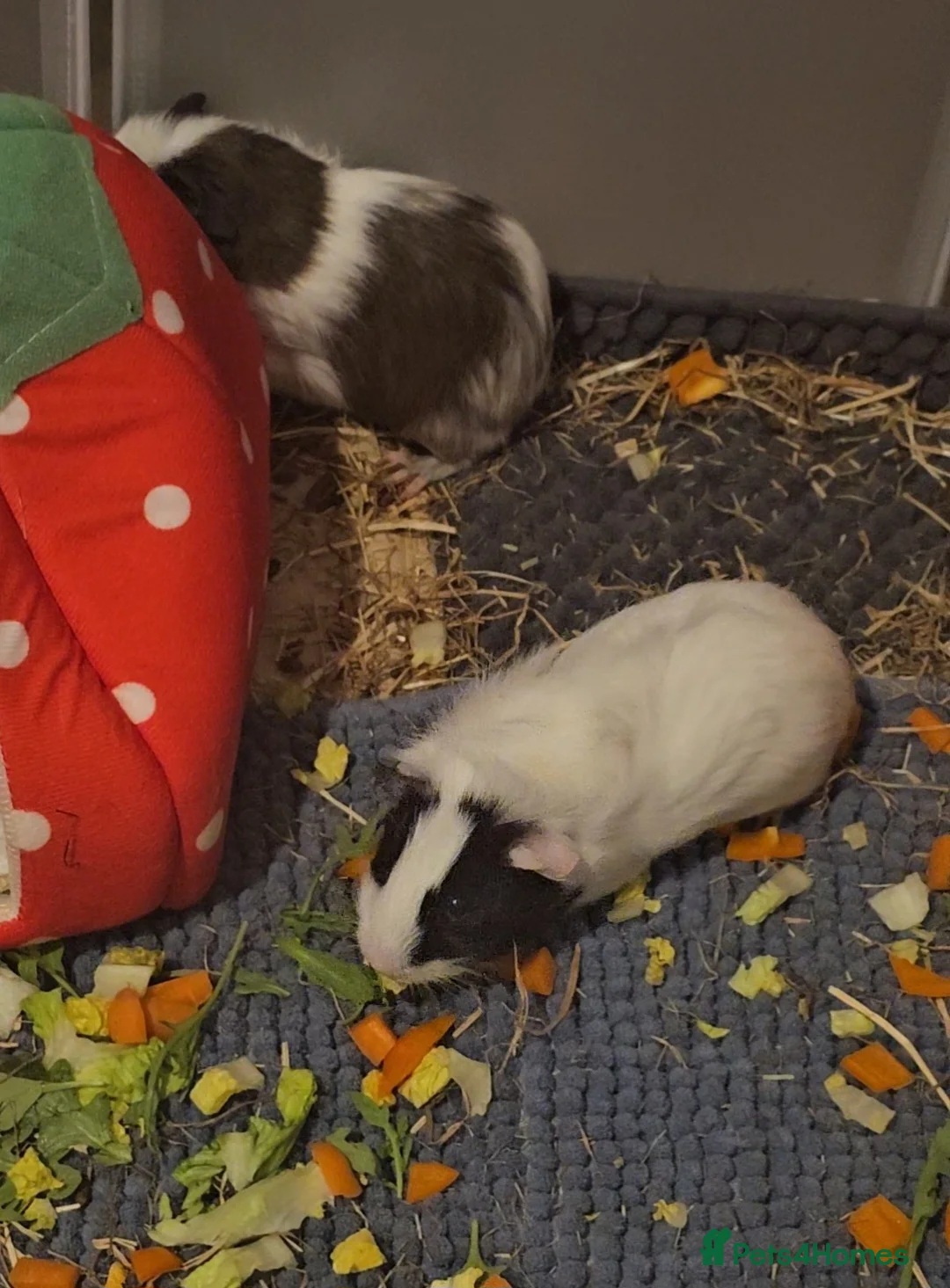 Guinea Pig rodents for sale: 2 male guinea pigs  - Advert 2