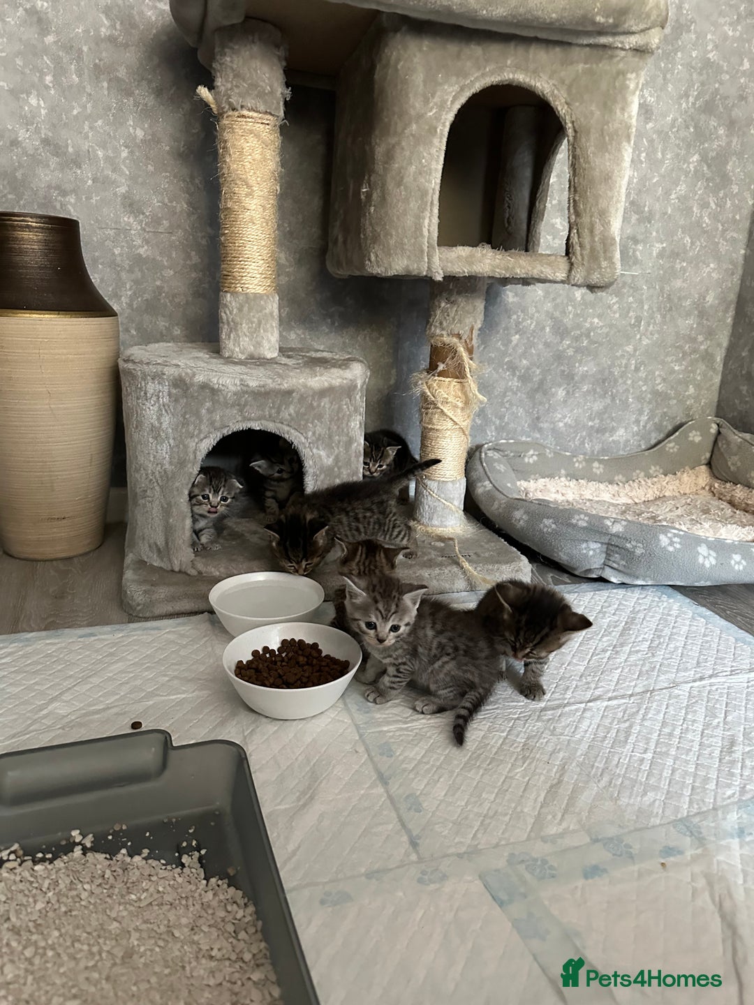Scottish Fold cats for sale: Scottish fold/straight - Image 25
