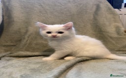 Mixed Breed cats for sale: 3 beautiful kittens available  - Advert 19