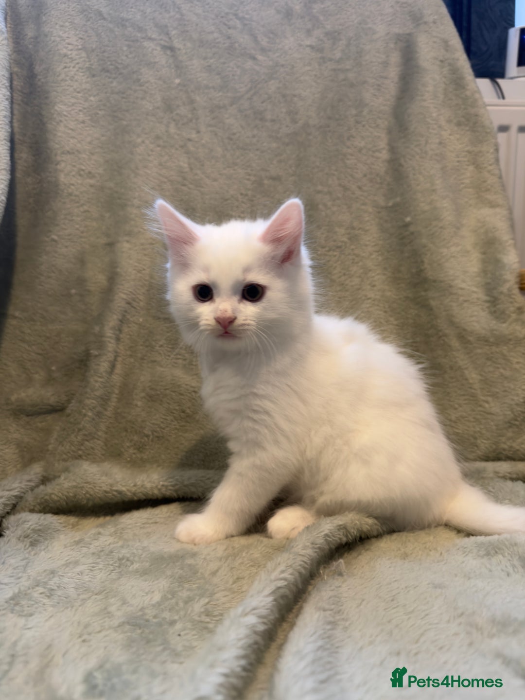 Mixed Breed cats for sale: 3 beautiful kittens available  - Advert 19