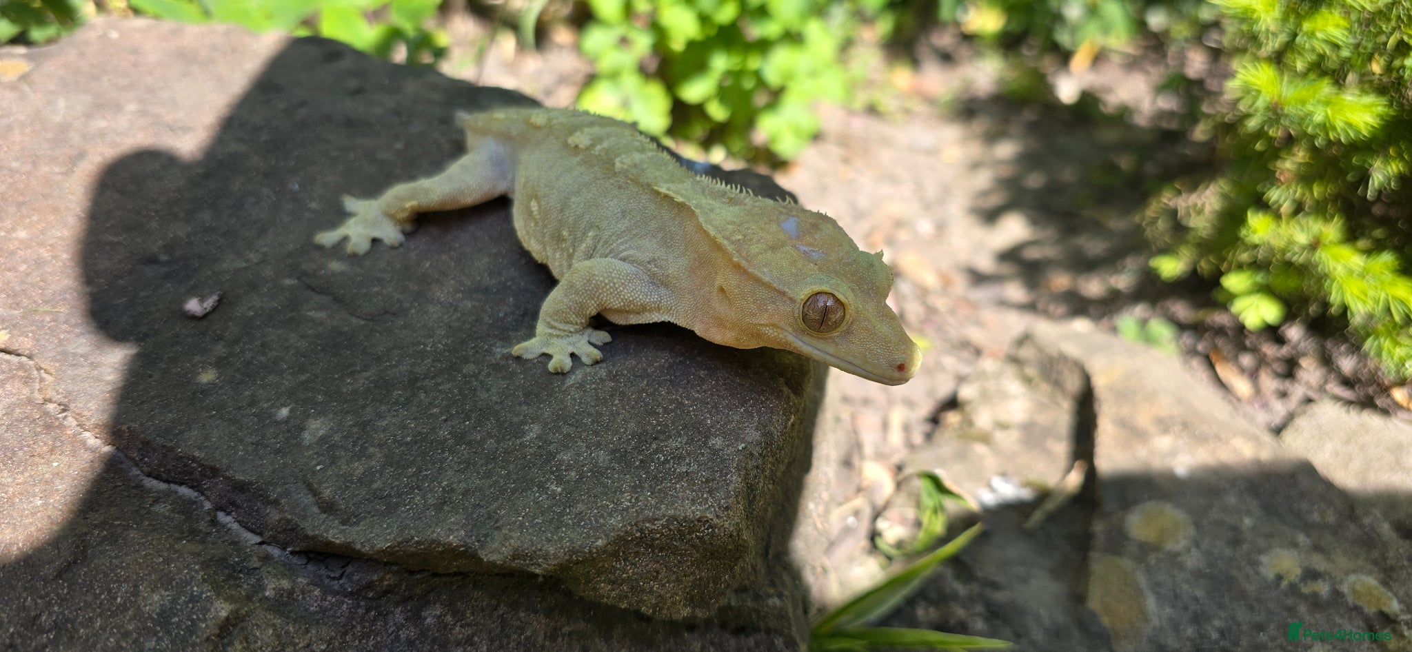 Gecko reptiles Yellow female Crested gecko  - Advert 1