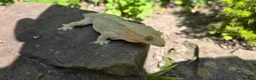 Gecko reptiles for sale: Yellow female Crested gecko  in Crawley - Advert 1