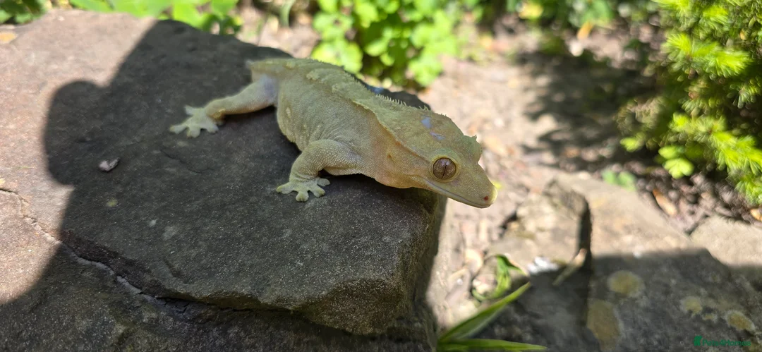 Gecko reptiles for sale: Yellow female Crested gecko  in Crawley - Advert 1