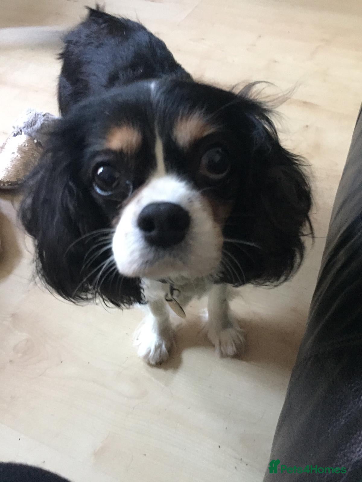 Cavalier King Charles Spaniel dogs Cavalier King Charles Spaniel Puppiez - Advert 3