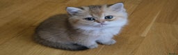 Scottish Fold cats for sale: Scottish fold and straight kittens  - Advert 25