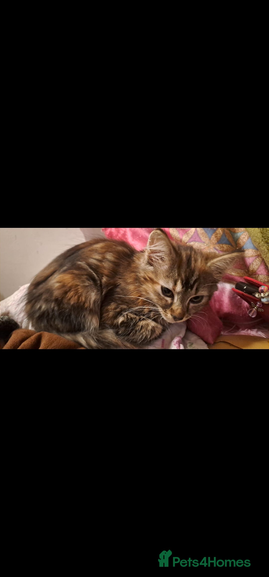 Mixed Breed cats for sale: Bengal Norwegian forest cross kitten  - Advert 2