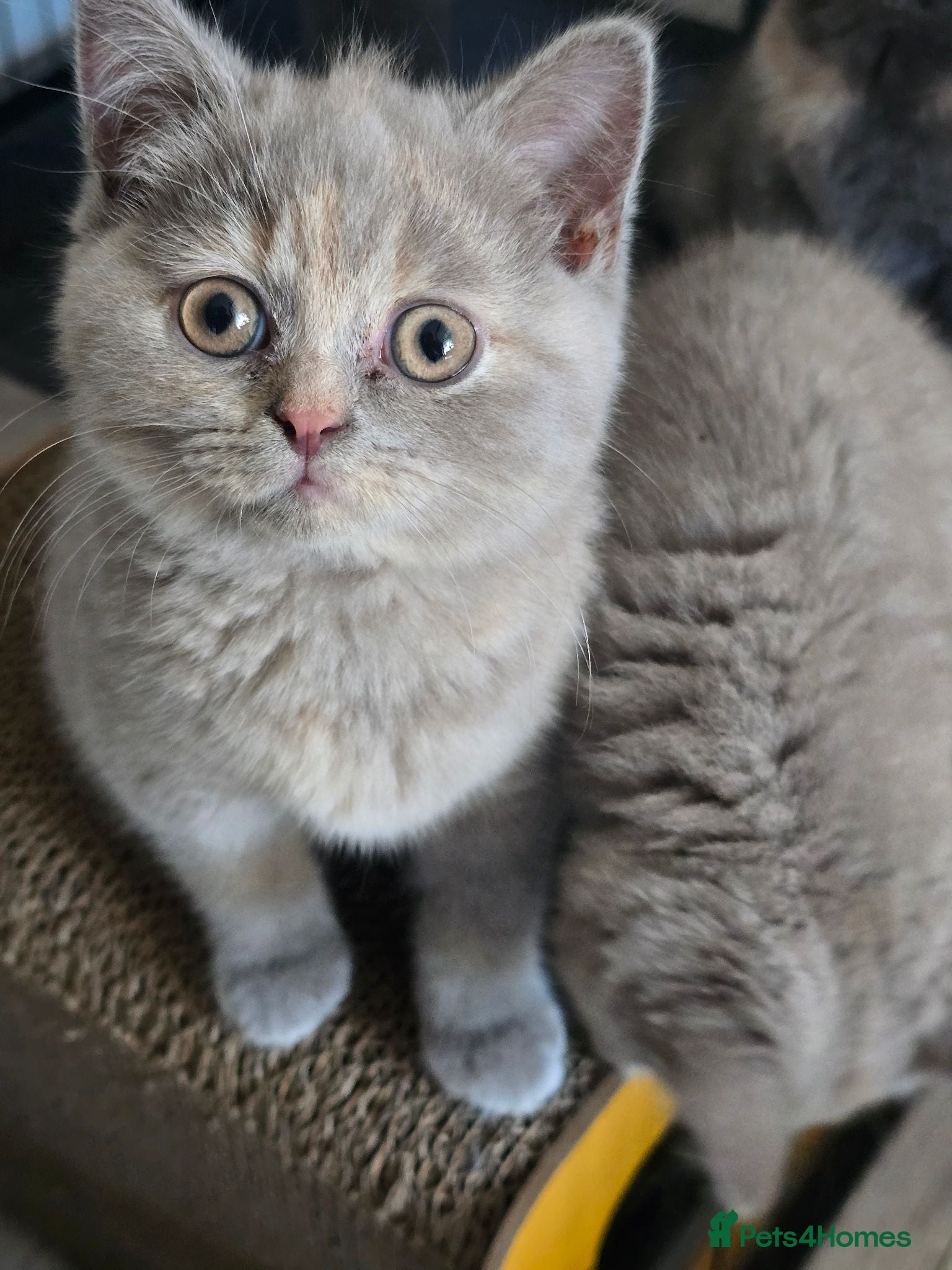 British Shorthair cats Absolutely beautiful kittens looking forever homes - Advert 16