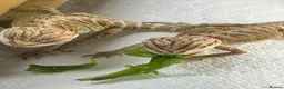 Bearded Dragon reptiles for sale: Baby Bearded dragons £50 each - Advert 14