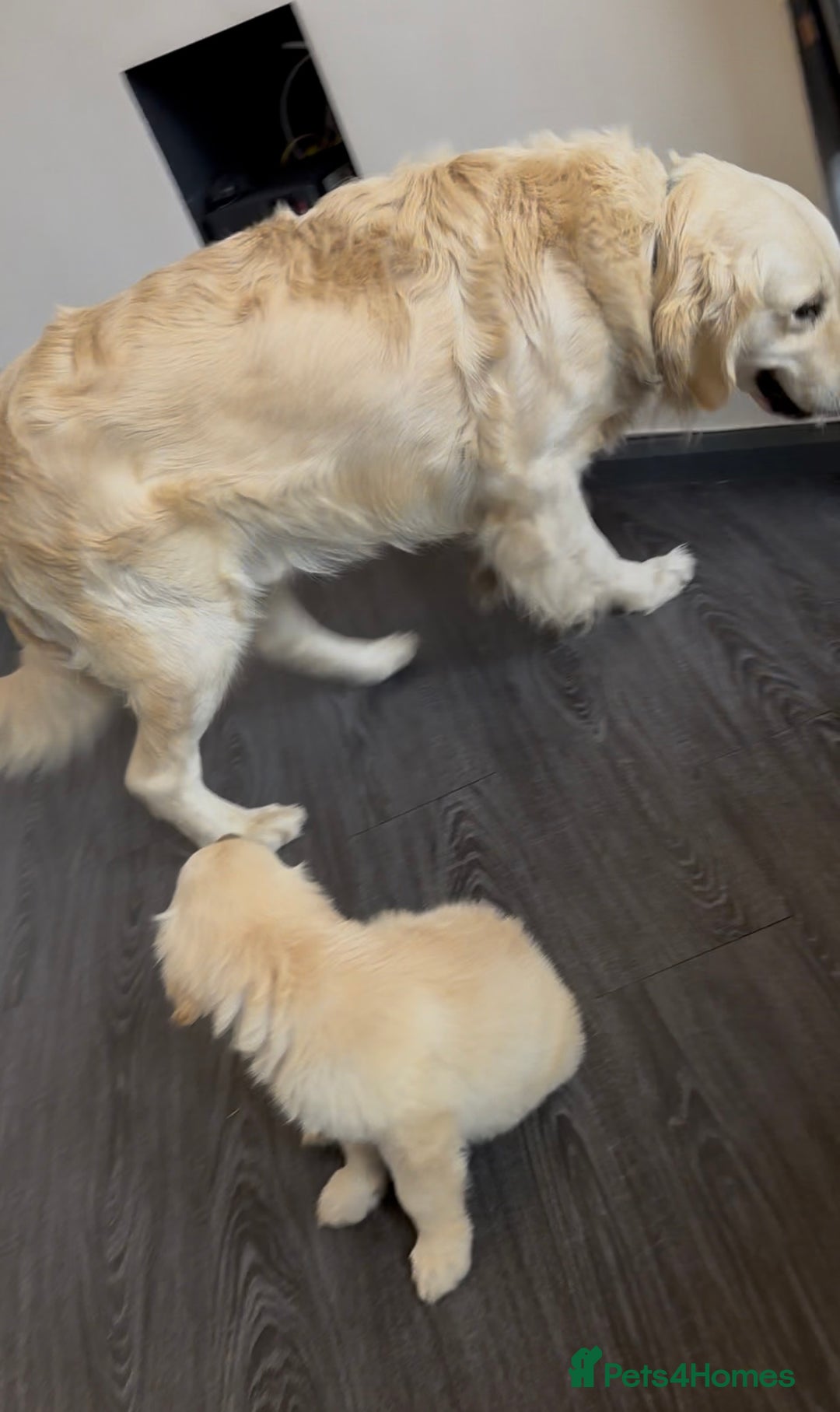Golden Retriever dogs for sale: Adorable golden retrievers - Image 30