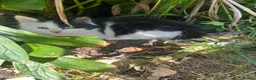 Mixed Breed cats for sale: Friendly playful kittens - Advert 12