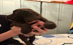 Cocker Spaniel dogs for sale: Cocker Spanial Puppies (2 left) - Advert 17