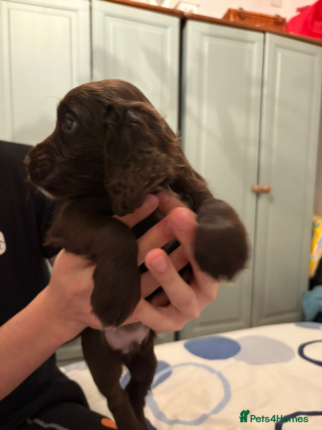 Cocker Spaniel dogs for sale: Cocker Spanial Puppies (2 left) - Advert 17