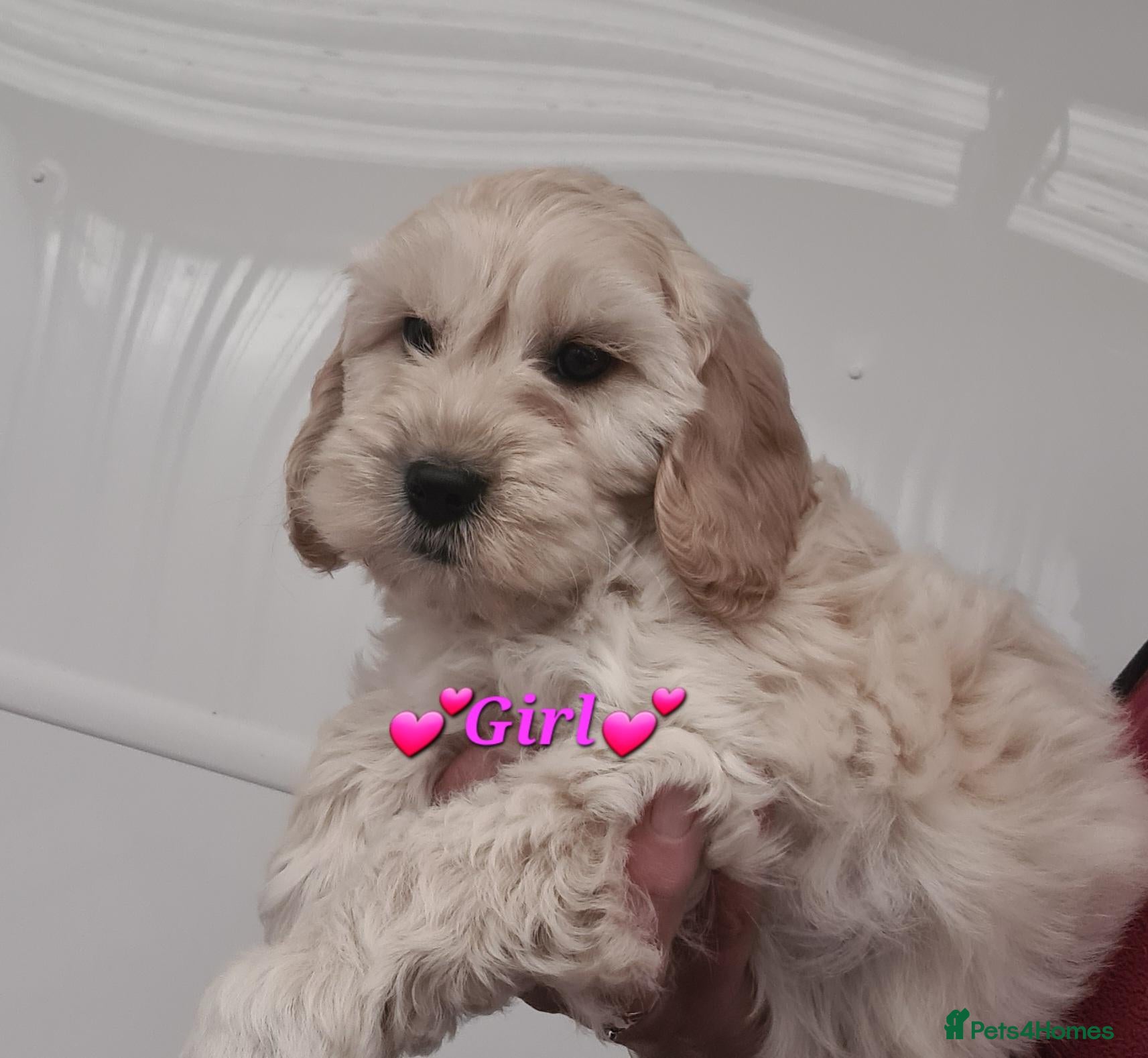 Cockapoo dogs Gorgeous F1 Cockapoos-Ready Now - Advert 1