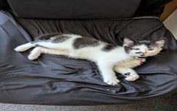 Domestic Shorthair cats for sale: 2 Beautiful Female Kittens Available for Rehoming - Image 10