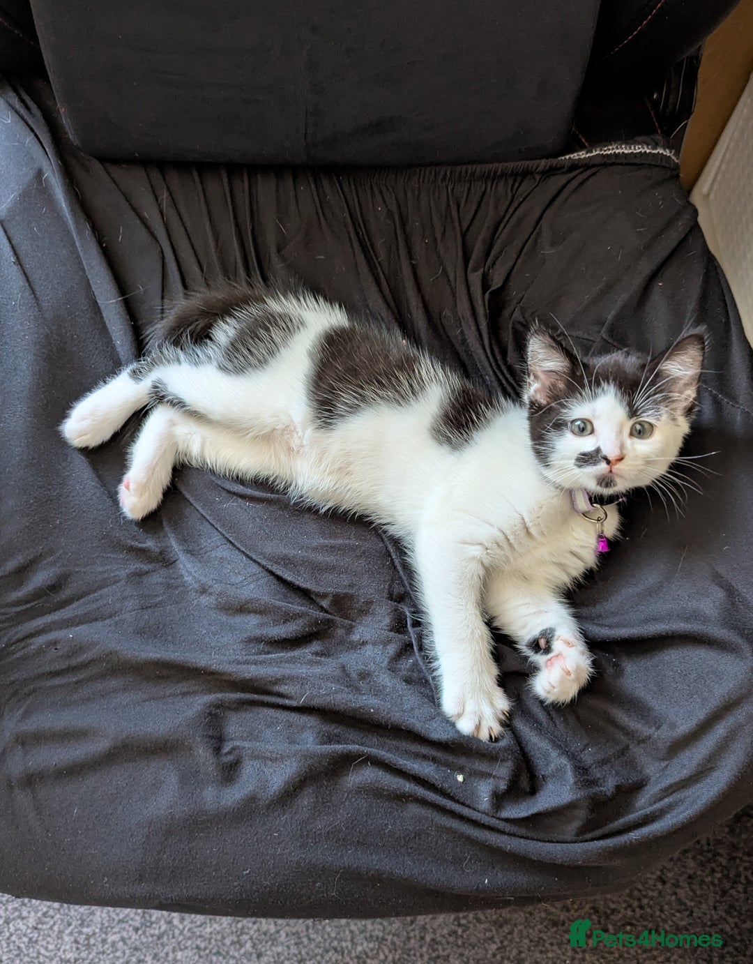 Domestic Shorthair cats for sale: 2 Beautiful Female Kittens Available for Rehoming - Image 10