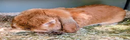 Mini Lop rabbits for sale: 2 mini lops  - Advert 2