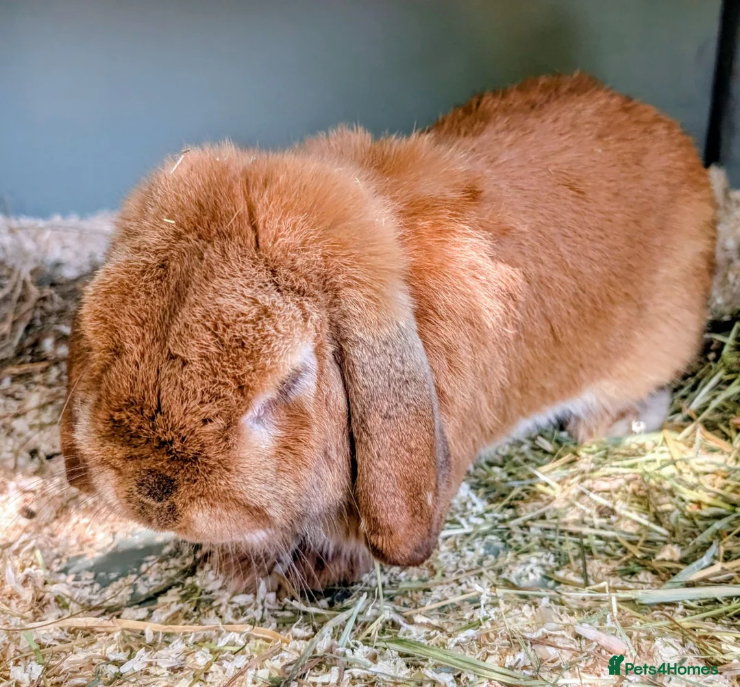 Mini Lop rabbits for sale: 2 mini lops  - Advert 2