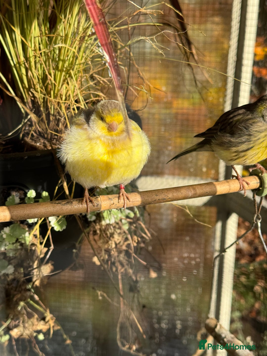 Canaries birds for sale: Selection of Fife Canaries for sale - Advert 8