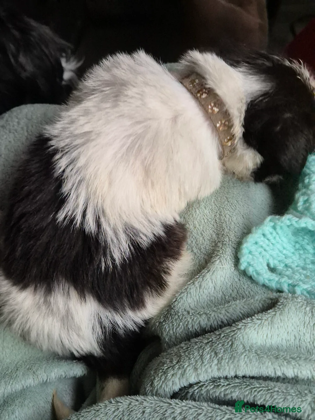 Malshi dogs for sale: I have 1 boy left  - Advert 5