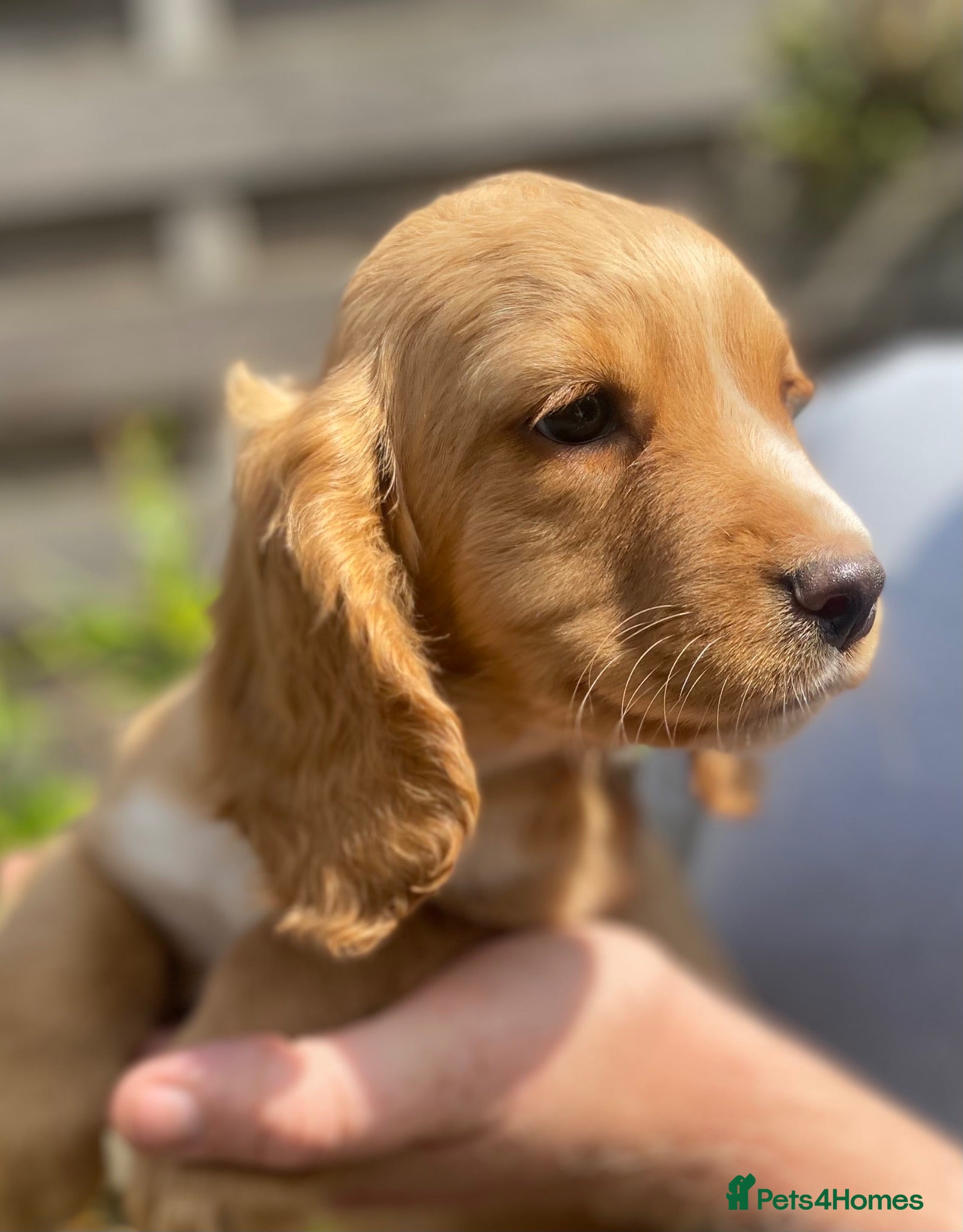 Cocker Spaniel dogs  Beautiful Working Cocker Spaniels Puppies - Advert 2
