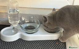British Shorthair cats for sale: 7-Month-Old Grey British Shorthair  - Advert 4
