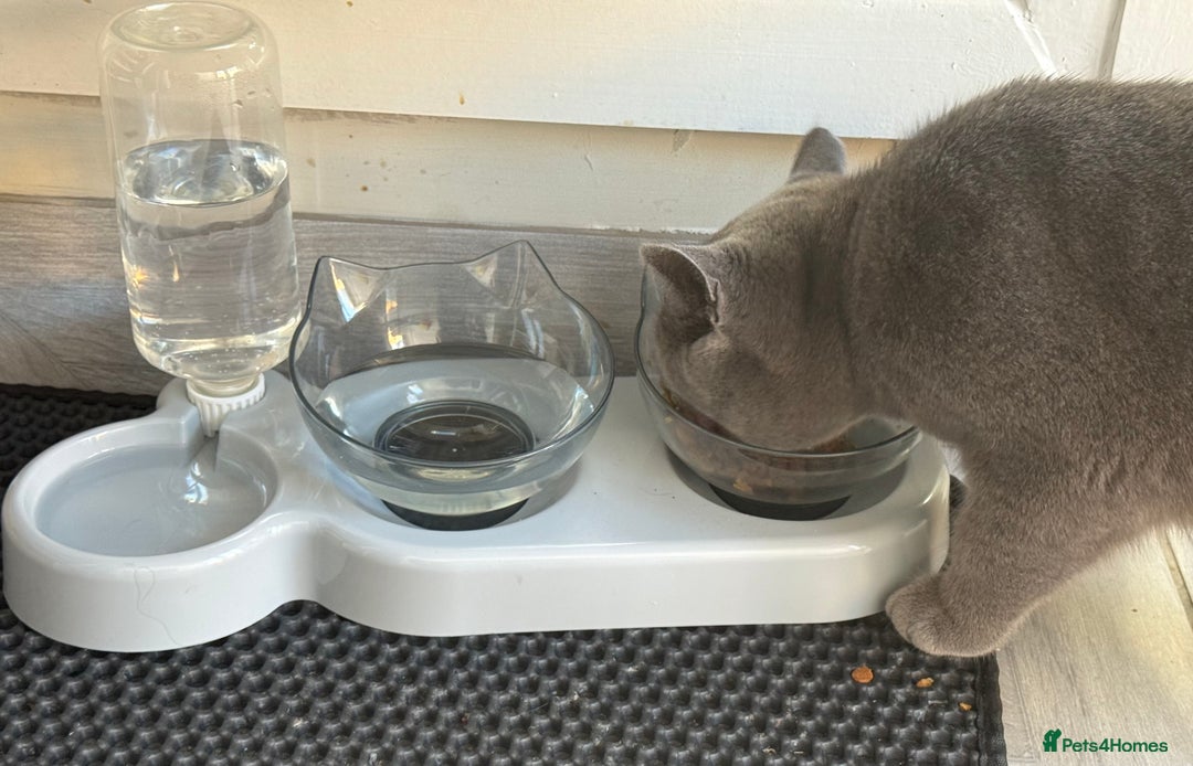 British Shorthair cats for sale: 7-Month-Old Grey British Shorthair  - Advert 4
