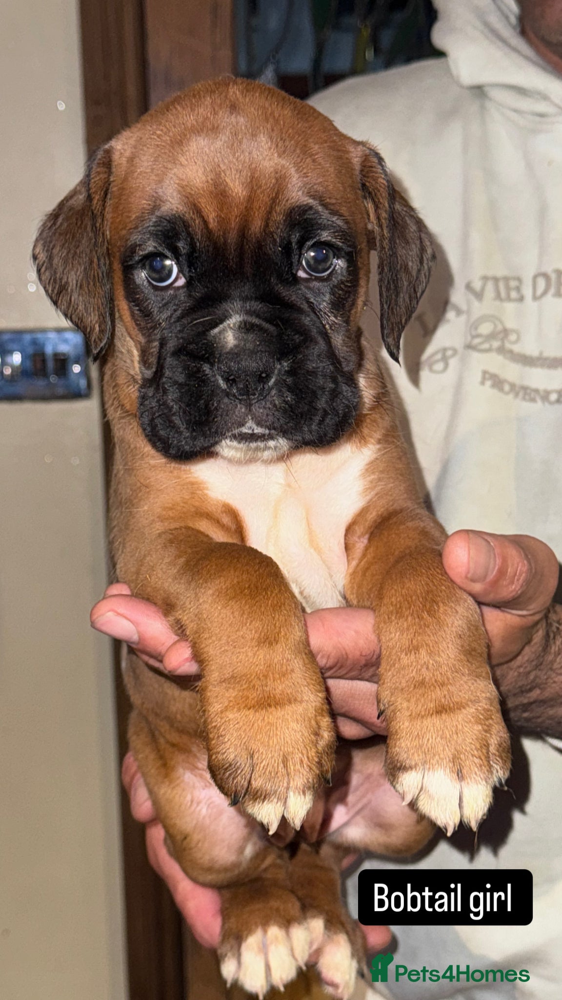 Boxer dogs 5 Gorgeous Kennel Club Registered Boxer Puppies - Advert 2