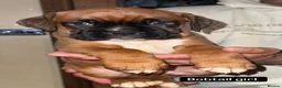 Boxer dogs for sale: 5 Gorgeous Kennel Club Registered Boxer Puppies - Advert 11