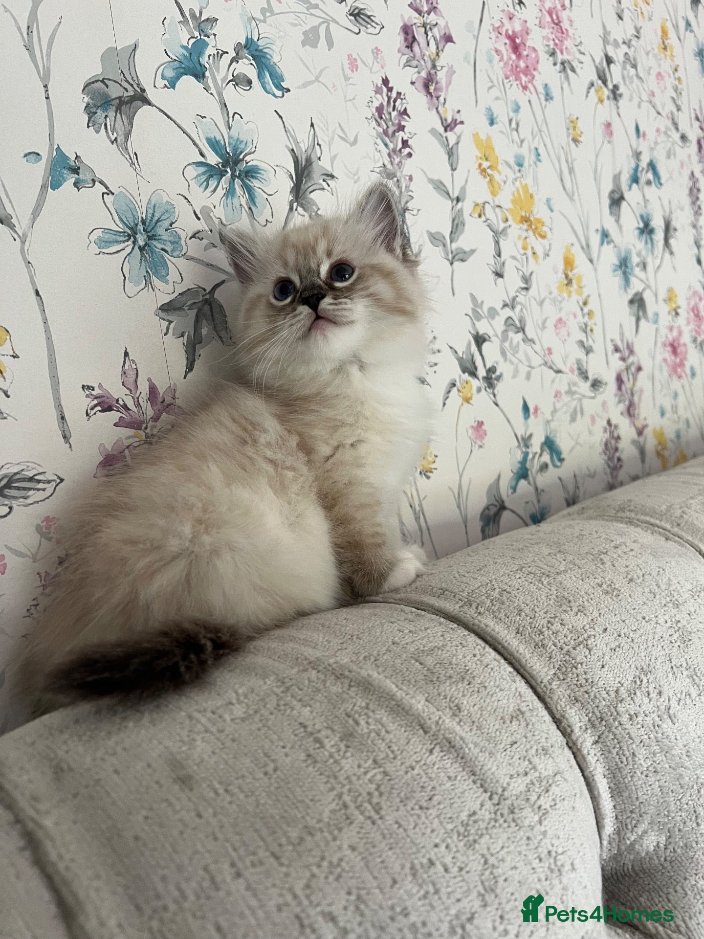 Ragdoll cats Family raised GCCF ragdoll kittens  - Advert 2