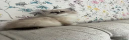 Ragdoll cats for sale: Family raised GCCF ragdoll kittens  - Advert 21