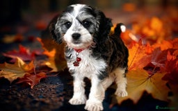 Cockapoo dogs for sale: ⭐️RARE Silver Phantom, VET ✅ & DNA CLEAR Cockapoo - Image 4
