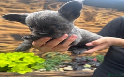 French Bulldog dogs for sale: Fluffy frenchies  - Image 9
