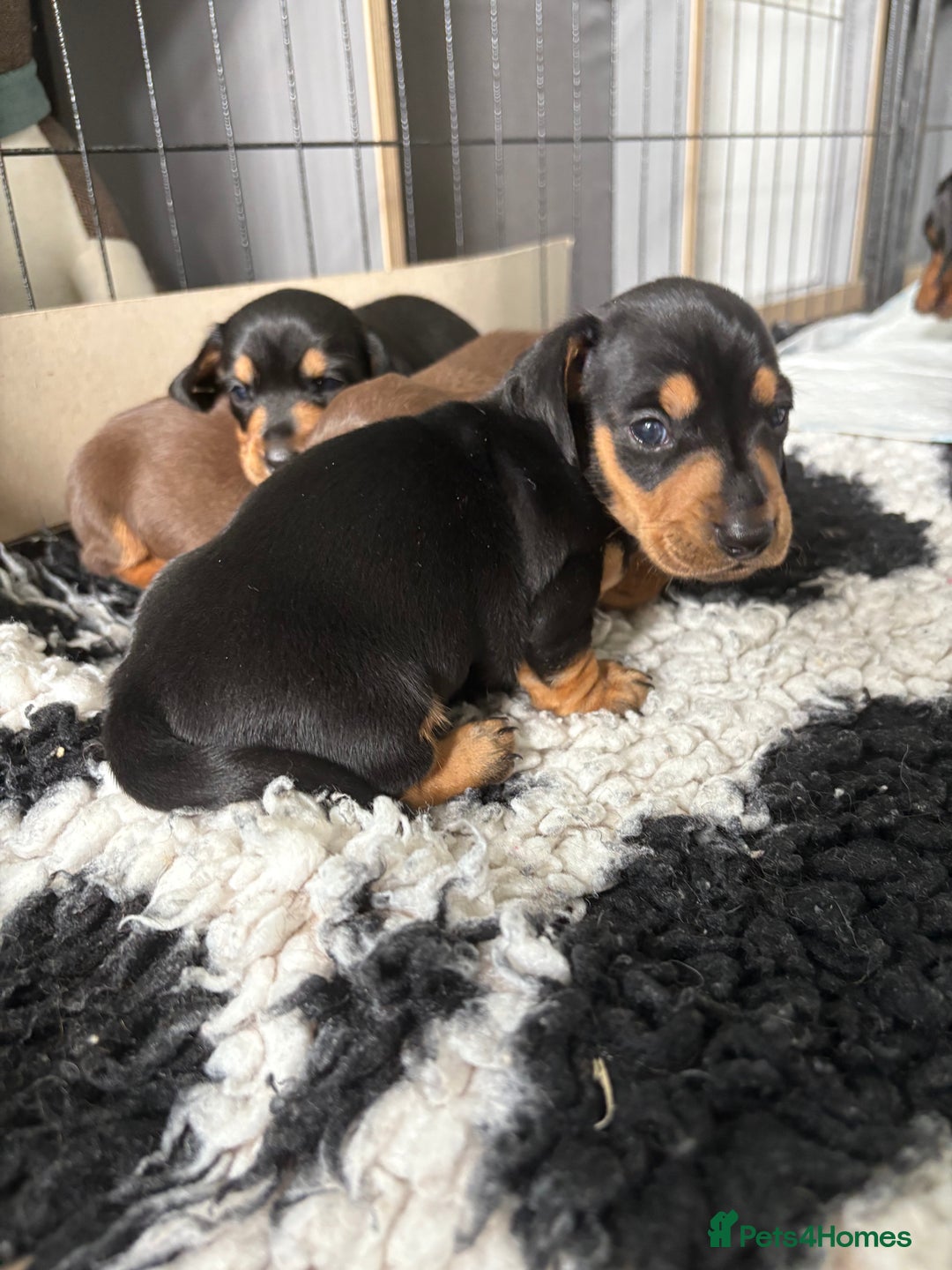 Miniature Dachshund dogs for sale: Miniature dachshund pups - Image 11
