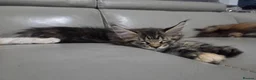 Maine Coon cats for sale: 🌟 1 Stunning Torbie girl left 🌟 TICA reg'd🌟 - Advert 1