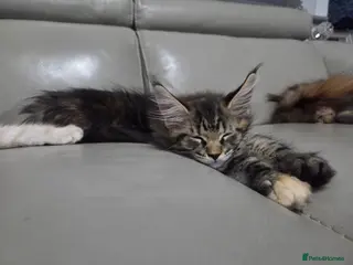 Maine Coon cats 🌟 1 Stunning Torbie girl left 🌟 TICA reg'd🌟 - Advert 3