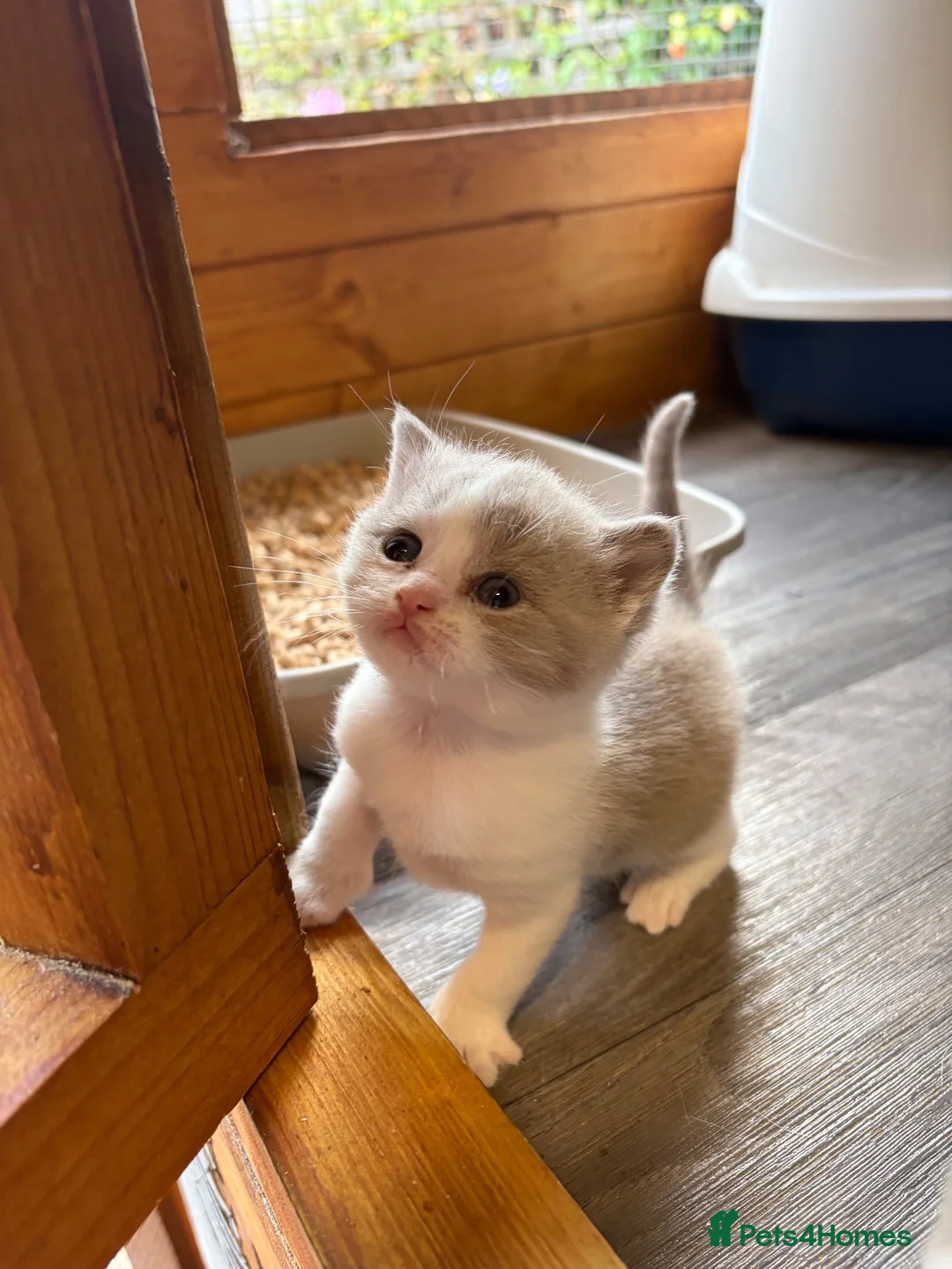 British Shorthair cats for sale: Beautiful TICA Lilac and White Girl  - Advert 5