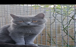 Scottish Fold cats for sale: Beautiful Scottish fold/straight kittens  - Image 15