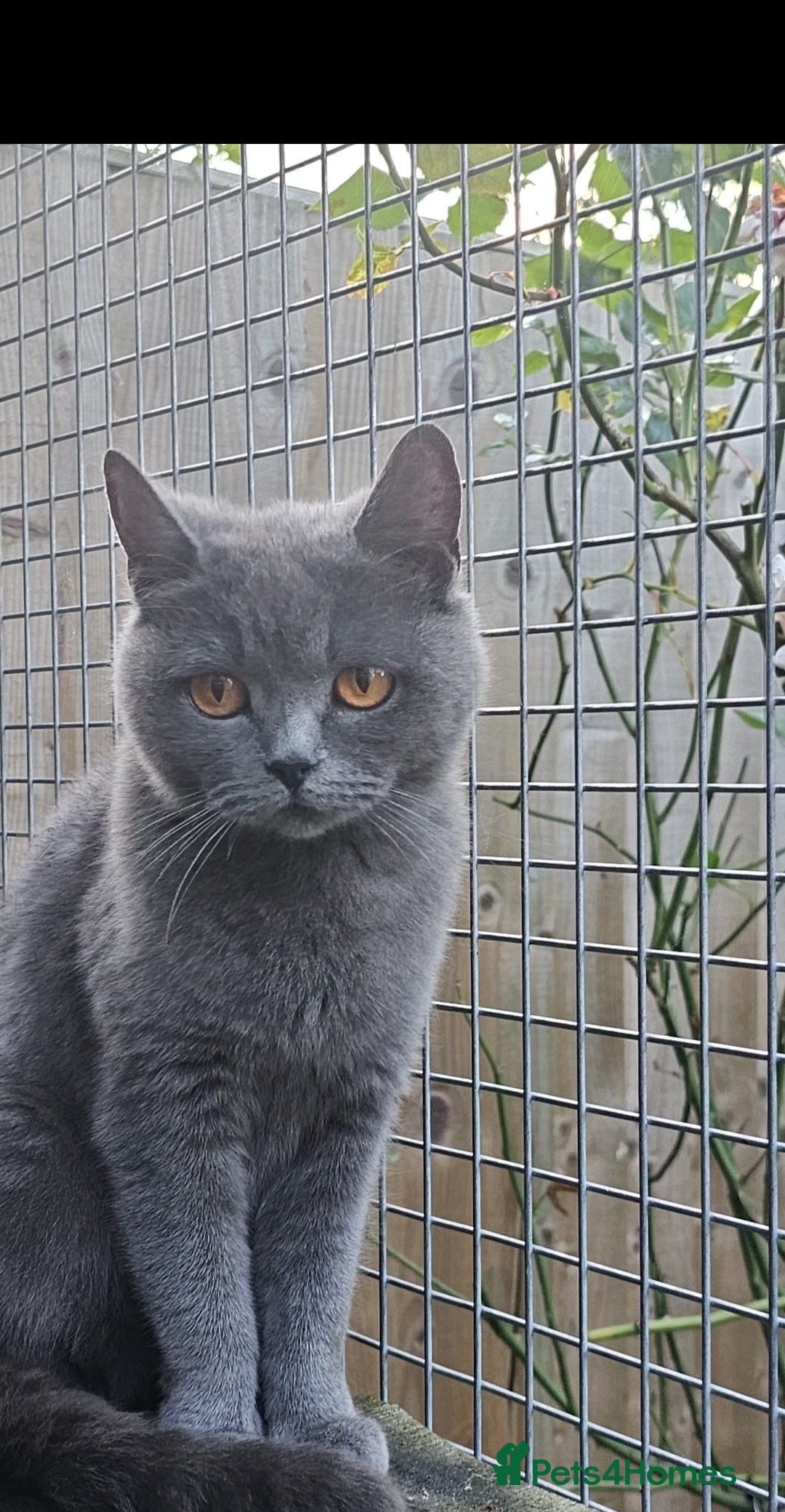 Scottish Fold cats for sale: Beautiful Scottish fold/straight kittens  - Image 15