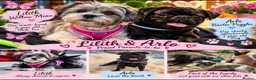 Mixed Breed dogs for sale: Pug-Tzus    shugs    shit tzu x pugs  - Advert 2