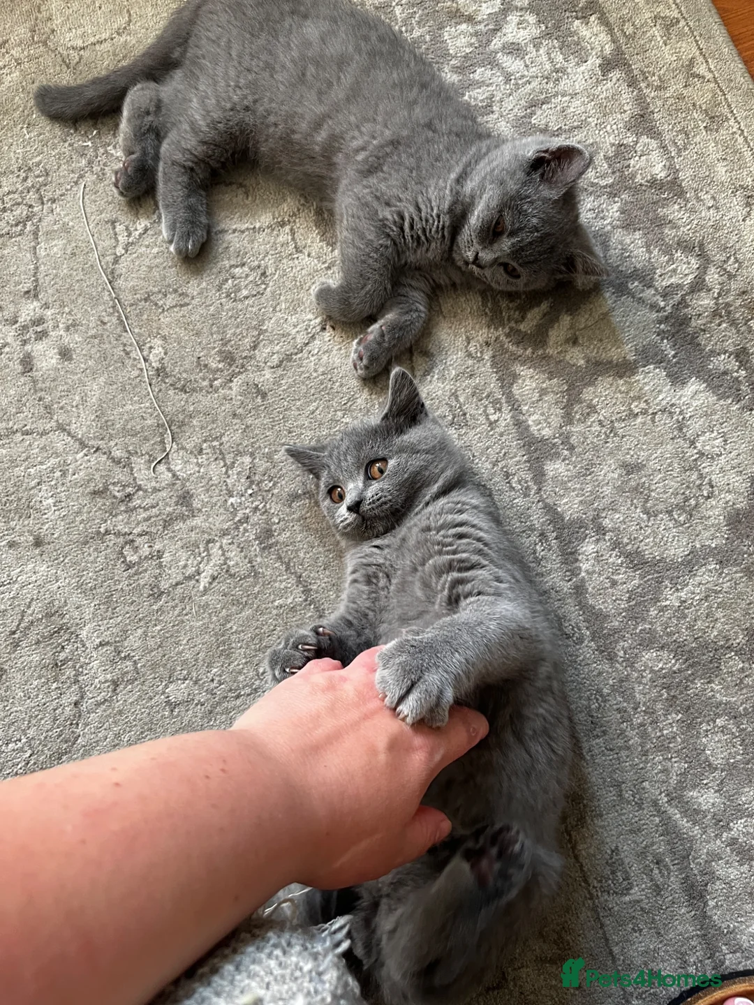British Shorthair cats for sale: Blue British short hair kittens for sale  - Advert 2