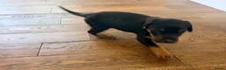 Dobermann dogs for sale: Dobermann puppies available - loving homes wanted  - Advert 5