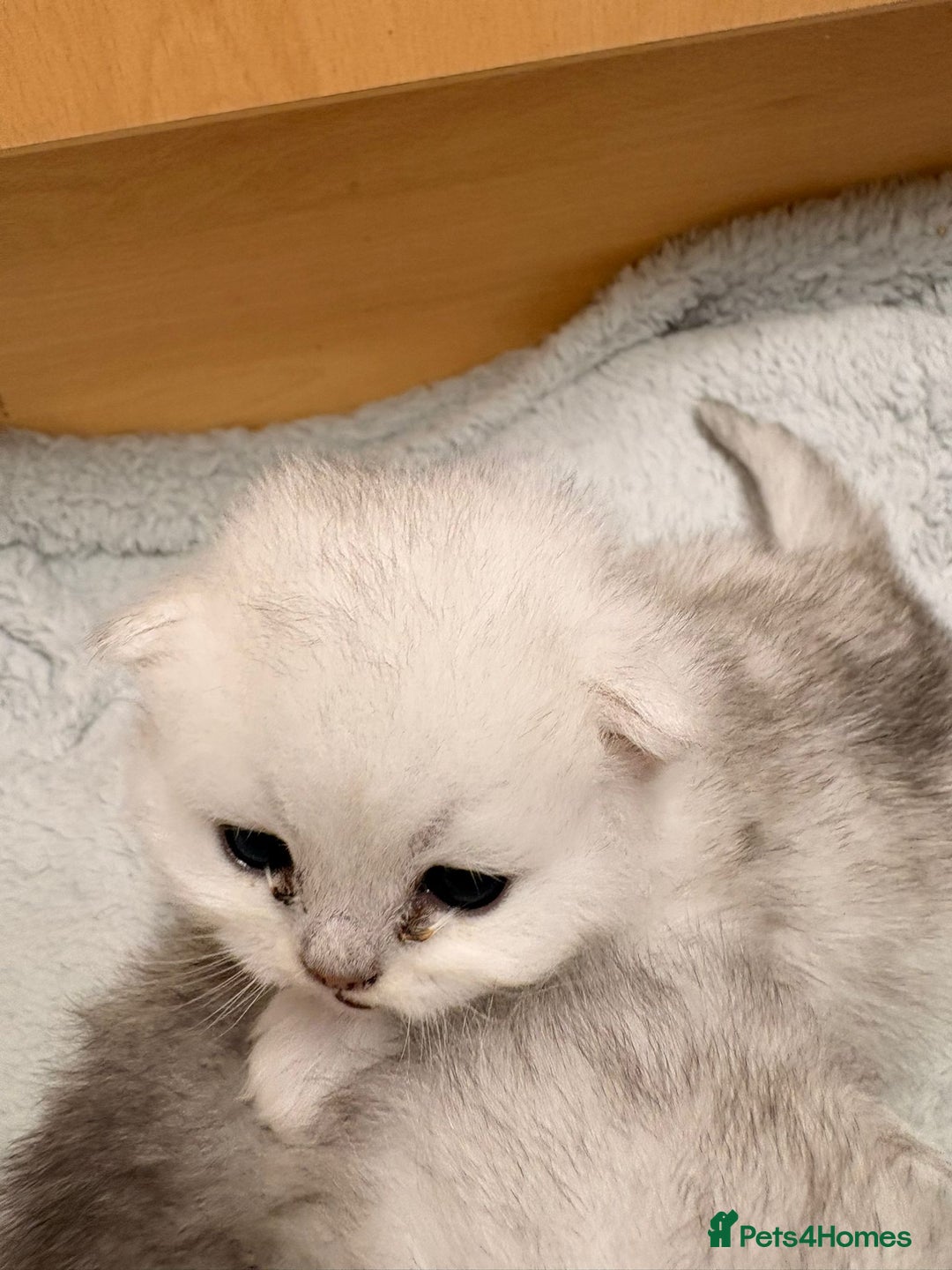 Persian cats for sale: Beautiful girl - Advert 2