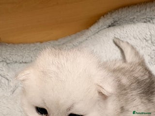 Persian cats Beautiful girl - Advert 2